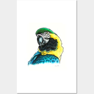 Macaw Posters and Art